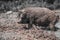 Sow after mud baths. Hungarian mangalica in wet mud. Free range of pigs. Dark theme