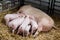 Sow with piglets nursing