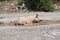 A Sow In A Puddle, Albania