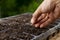 Sow seed by hand of expert farmer