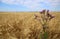 Sow thistle against wheet field.