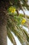 Sow thistle in bloom growing on the trunk of a Canary Island date palm.
