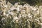 Sow thistle field at the end of summer in the evening at sunset, down hair of a plant waving on the wind