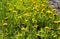 Sow thistle flowers in grass