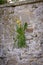 Sow thistle growing out of the wall