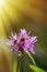 Sow-Thistle pink flower in the sun