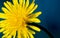 Sow thistle, small dandelion flower