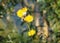 Sow Thistle Or Sonchus Arvensis In Bloom