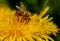 Sow-thistles and pappus on a country meadow.