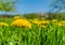 Sow-thistles and pappus on a country meadow.