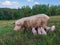 Sow watches the piglets in the meadow. Organic piggies on the organic rural  farm. Rural piglets roam in field. Squeakers graze