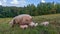 Sow watches the piglets in the meadow. Organic piggies on the organic rural  farm. Rural piglets roam in field. Squeakers graze