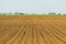 Sowed field. Agricultural fields in spring. Sowing crops.