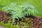 Sowing campaign artichoke Cynara scolymus L. in decorative gardening