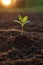 Sowing Dreams Nurturing Hope in the Sunset\\\'s Glow - The Art of Information Seeding through Planting