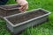 Sowing of herbs from packet