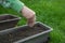 Sowing of herbs from packet