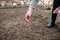 Sowing lawn grass seed into the soil. Farmer`s hand spreading seeds.