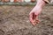 Sowing lawn grass seed into the soil. Farmer`s hand spreading seeds.