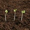 Sowing radish seeds just grown