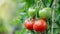 Sowing the Seeds of Agriculture: Exploring the Vibrant World of Green and Red Tomatoes in a Garden