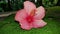 Sowing single hibiscus flower background photo