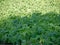 Sowing small bean plants, fifteen days old