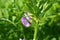 Sowing vetch Vicia sativa grows in the field