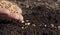 Sowing wheat by hand in home garden