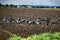 Sowing of winter crops and feeding on sown field of gray pigeons