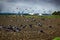 Sowing of winter crops and feeding on sown field of gray pigeons