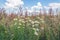 Sown field edge with wildflowers