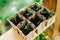 Sown tomatoes in cardboard peas with peat content