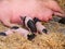 Sows in lactation, suckling pig