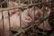 Sows living in stable at an industrial animal farm