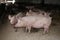 Sows living in stable at an industrial animal farm