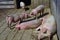 Sows and piglets