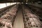 Sows in stable at an industrial animal farm