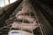 Sows in stable at an industrial animal farm