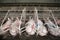 Sows in stable at an industrial animal farm