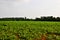 Soy Bean Field