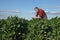 Soy bean field with farmer or agronomist in background