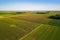 Soy bean fields in Michigan countryside