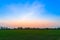 Soy bean fields in summer season at sunset