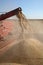 Soy bean harvesting, combine pouring crop