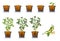 Soy beans seed sprout in pot icons set, flat style