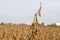 Soy field and close up of ripe organic soy plants ready for harvest.