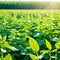 Soy flowers in sunny field. Green growing soybeans