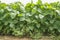 Soy plantation growing with drip irrigation system