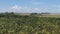 Soy plantation and rural landscape in the fields of the pampa biome